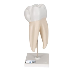 3B Scientific Upper Triple - Root Molar Human Tooth Model, 3 Part - 3B Smart Anatomy
