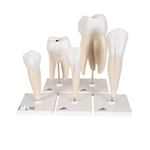 3B Scientific Human Tooth Models Set Classic Series, 5 Models - 3B Smart Anatomy