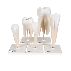 3B Scientific Human Tooth Models Set Classic Series, 5 Models - 3B Smart Anatomy