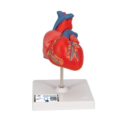 3B Scientific Classic Human Heart Model, 2 Part - 3B Smart Anatomy