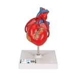 3B Scientific Classic Human Heart Model with Bypass, 2 Part - 3B Smart Anatomy