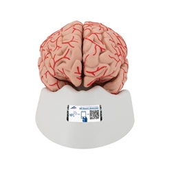 3B Scientific Human Brain Model with Arteries, 9 Part - 3B Smart Anatomy