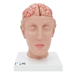 3B Scientific Human Brain Model with Arteries on Base of Head, 8 Part - 3B Smart Anatomy