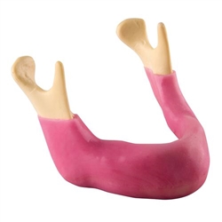 3B Scientific ORTHObones Premium Edentulous Mandible with Gum