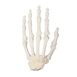 3B Scientific ORTHObones Premium Hand