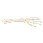 3B Scientific ORTHObones Premium Hand and Forearm, Left