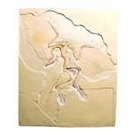 3B Scientific Archaeopteryx lithographica, Replica