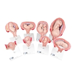 3B Scientific Pregnancy Models Series, 8 Individual Embryo & Fetus Models - 3B Smart Anatomy