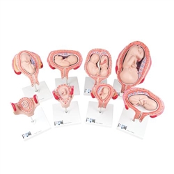 3B Scientific Pregnancy Models Series, 8 Individual Embryo & Fetus Models - 3B Smart Anatomy