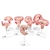 3B Scientific Deluxe Pregnancy Models Series, 9 Individual Embryo & Fetus Models - 3B Smart Anatomy