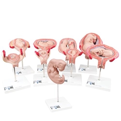 3B Scientific Deluxe Pregnancy Models Series, 9 Individual Embryo & Fetus Models - 3B Smart Anatomy