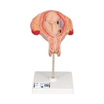 3B Scientific Fetus Model, 5th Month in Breech Position - 3B Smart Anatomy
