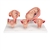 3B Scientific Pregnancy Models Series, 5 Embryo & Fetus Models on a Base - 3B Smart Anatomy