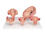 3B Scientific Pregnancy Models Series, 5 Embryo & Fetus Models on a Base - 3B Smart Anatomy