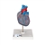 3B Scientific Classic Human Heart Model with Conducting System, 2 Part - 3B Smart Anatomy