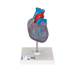 3B Scientific Classic Human Heart Model with Conducting System, 2 Part - 3B Smart Anatomy
