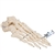 3B Scientific Human Foot Skeleton, Wire Mounted - 3B Smart Anatomy