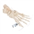 3B Scientific Human Foot Skeleton, Loosely Threaded on Nylon String - 3B Smart Anatomy