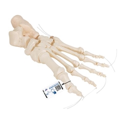 3B Scientific Human Foot Skeleton, Loosely Threaded on Nylon String - 3B Smart Anatomy