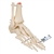 3B Scientific Human Foot & Ankle Skeleton, Wire Mounted - 3B Smart Anatomy