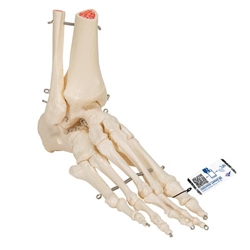 3B Scientific Human Foot & Ankle Skeleton, Wire Mounted - 3B Smart Anatomy