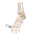 3B Scientific Foot & Ankle Skeleton, Elastic Mounted - 3B Smart Anatomy