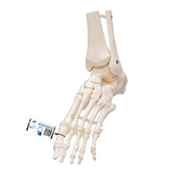 3B Scientific Foot & Ankle Skeleton, Elastic Mounted - 3B Smart Anatomy