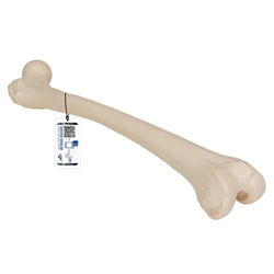 3B Scientific Human Femur - 3B Smart Anatomy