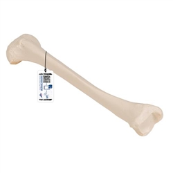 3B Scientific Human Tibia Model - 3B Smart Anatomy