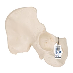 3B Scientific Human Hip Bone Model - 3B Smart Anatomy