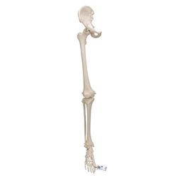 3B Scientific Human Leg Skeleton Model with Hip Bone - 3B Smart Anatomy