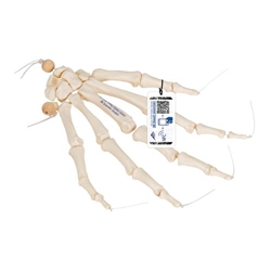 3B Scientific Human Hand Skeleton Model, Loosely on Nylon String - 3B Smart Anatomy