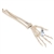 3B Scientific Human Hand Skeleton Model with Ulna & Radius, Elastic Mounted String - 3B Smart Anatomy
