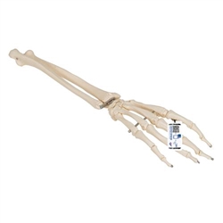 3B Scientific Human Hand Skeleton Model with Ulna & Radius, Wire Mounted - 3B Smart Anatomy