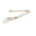 3B Scientific Human Arm Skeleton Model, Wire Mounted - 3B Smart Anatomy