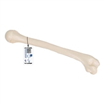 3B Scientific Human Humerus Model - 3B Smart Anatomy