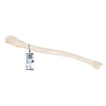 3B Scientific Human Ulna Model - 3B Smart Anatomy