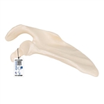 3B Scientific Human Scapula Model - 3B Smart Anatomy