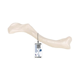 3B Scientific Human Clavicle Model - 3B Smart Anatomy