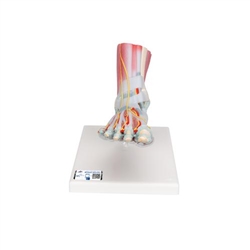 3B Scientific Foot Skeleton Model with Ligaments & Muscles - 3B Smart Anatomy