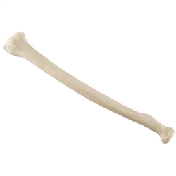 3B Scientific ORTHObones Standard Radius, Right