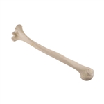 3B Scientific ORTHObones Standard Humerus, Left