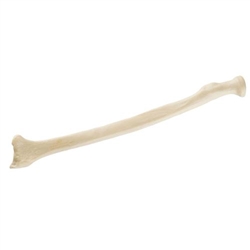 3B Scientific ORTHObones Standard Radius, Left