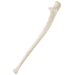 3B Scientific ORTHObones Standard Ulna, Left