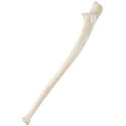 3B Scientific ORTHObones Standard Ulna, Left