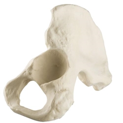 3B Scientific ORTHObones Standard Hemi Pelvis, M., L