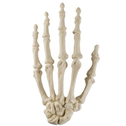 3B Scientific ORTHObones Standard Hand