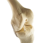 3B Scientific ORTHObones Standard Knee Left