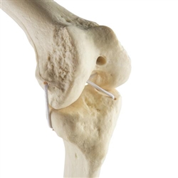 3B Scientific ORTHObones Standard Knee Right