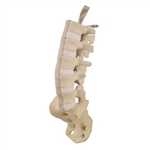 3B Scientific ORTHObones Standard Lumbar Spine with Sacrum